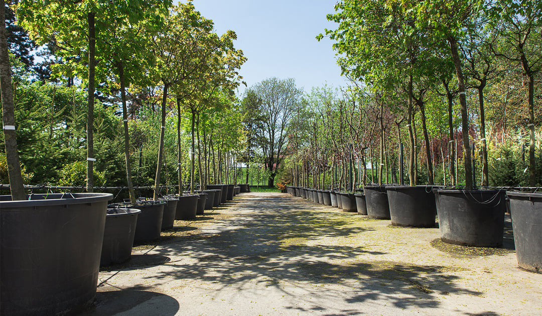 Trees Nursery Stock